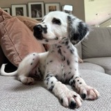 dalmatian.