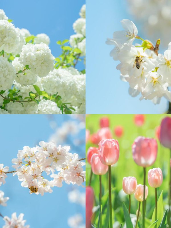 春之绚烂夏之热烈秋之静美冬之纯净春之绚烂夏之热烈秋之静美冬之纯净