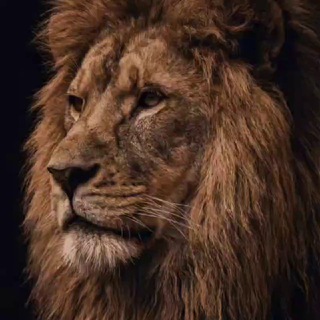 𝕎𝕀𝕃𝔻𝕃𝕀𝔽𝔼💯 Telegram Group Link