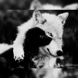 Telegram: Contact @happywolffriends Telegram Group Link