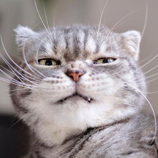 🏎宝马【狼人杀，棋牌21点游戏群】（蓝湛 Telegram Group Link