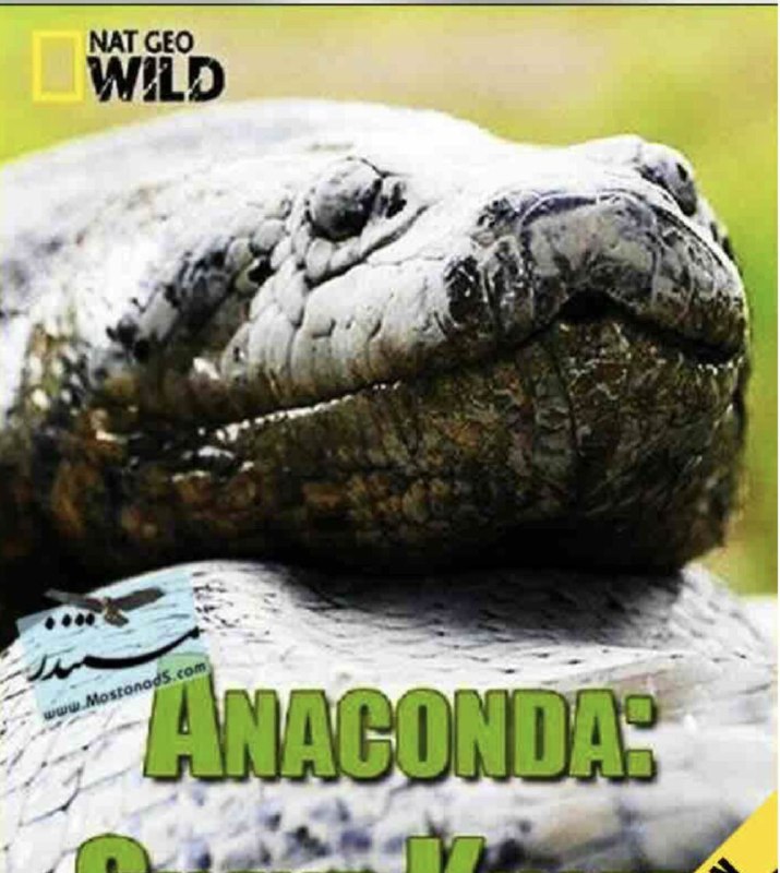 蟒蛇：沉默杀手