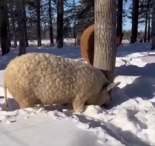 这些是曼加利察猪，世界上唯一一种拥有卷曲体毛的猪（类似于羊毛）😮