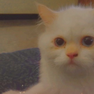 Persian cats coimbatore TN 641008 Telegram Group Link