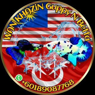 Wan Khazin Guppy N Betta Kelantan 🐬