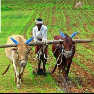 COMMODITY PRICE UPDATES Telegram Group Link