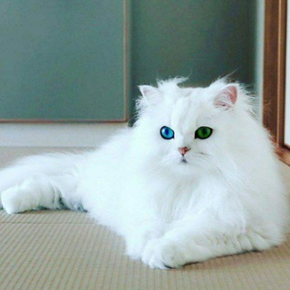 Persian Cats Sale & Purchase Telegram Group Link