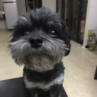 Fish / Dogs / Cats Adoption / Sales Telegram Group Link