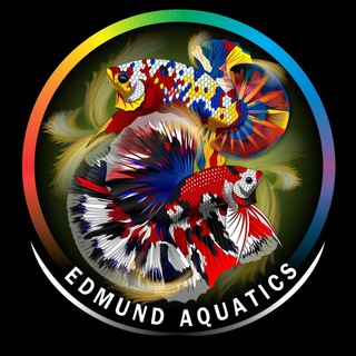 🇸🇬Edmund Aquatics Singapore「斗魚族」🇸🇬