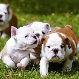 DOGS & PUPPIES FOR SALE😺😻 Telegram Group Link