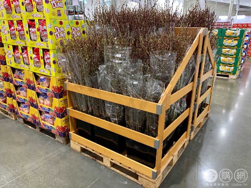 #Costco好市多02月新品通知金柳 #113269