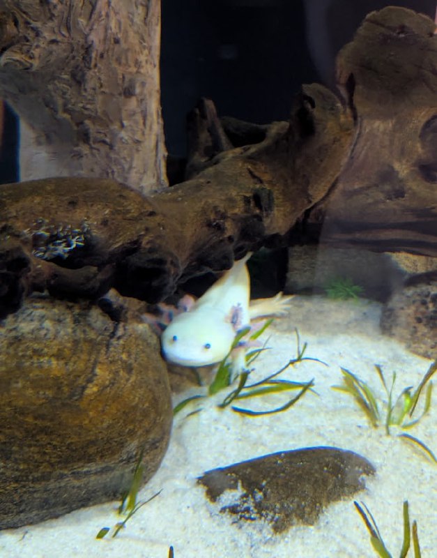 有活力的鈍口螈！