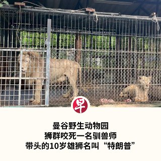 泰国曼谷一个野生动物园的狮群咬死一名驯兽师，园方已暂时关闭肉食动物区。这起事件引发对园方动物饲养管理的质疑，以及对员工安全的担忧。事件发生在曼谷野生动物世界（Safari World），动物园官网宣称是亚洲最大的开放式动物园之一。周三（9月10日）上午，58岁驯兽师集安开车到肉食动物区，下车不久，一头距离他约10米的狮子突然从他背后扑上，将他压倒在地上，随即撕咬他。随后有三至四头狮子加入，集安最终伤重不治。验尸结果显示，死者身上有多处撕裂伤，颈部骨折，动脉破裂。咬死人的狮群有五头狮子，为首的是名叫“特朗普”