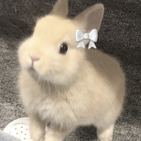 Bunnyvault's Archive 🐰