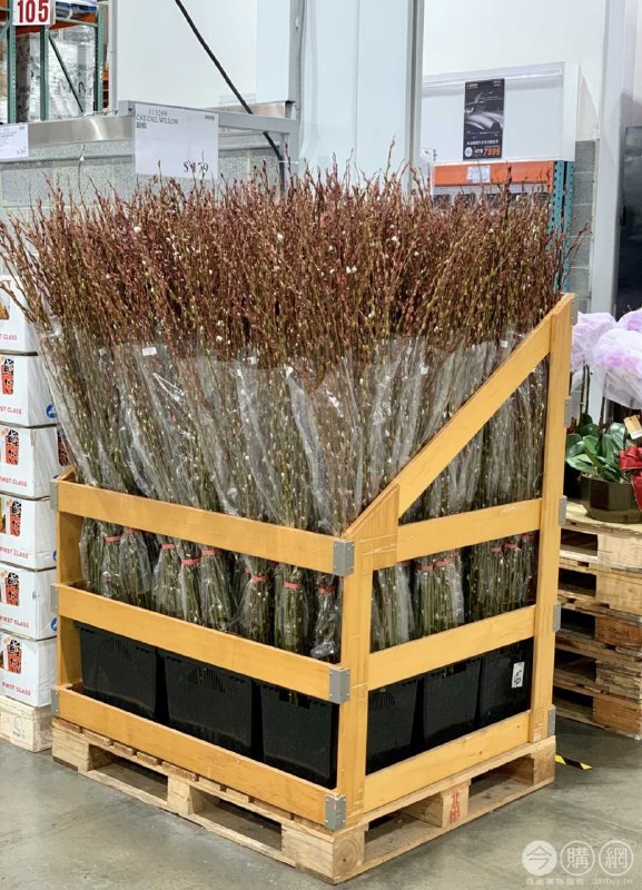 過年插花用的銀柳，Costco上架!!🧨新品情報連結 