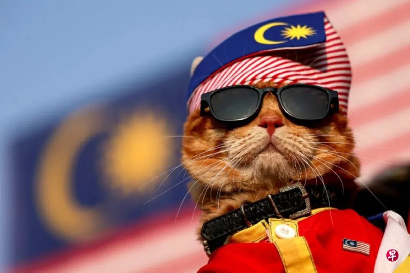 一只名为“King Oyen”的6岁美国短毛橘猫，现身马来西亚布城广场的2026年国庆日游行总彩排，吸引在场民众目光。