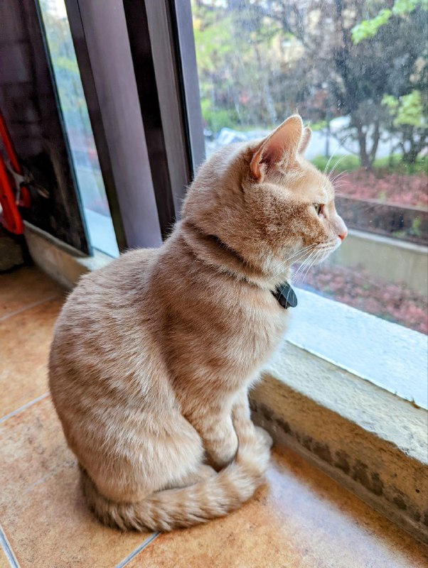 在阳台看外面的鸟叫#shanghailockdown