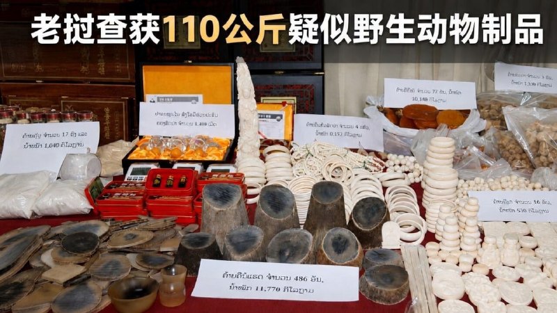 东南亚抓捕遣返线索：老挝查获110多公斤野生动物制品 一名中国籍嫌疑人被捕 7月3日 老配图