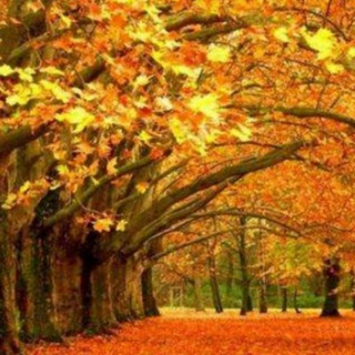 打击儿童色情 I 梧桐树 I Phoenix Tree Telegram Group Link