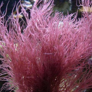 Macroalgae Lovers SG