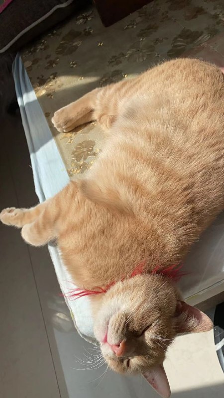 早起迎接橘大人回家！#20230326早起迎接橘大人回家！#20230326