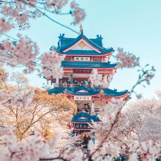 Telegram profile photo for 无锡修车大队实习榜