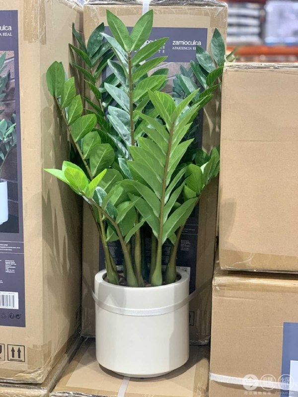 Costco目擊新商品，人造金錢樹盆栽，外觀逼真，搭配消光白的花盆滿好看的價格也不貴，僅供室內使用