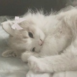ㅤㅤ𐔌՞ ܸ.ˬ.ܸ՞𐦯