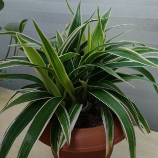 CUETian JOB Help Telegram Group Link