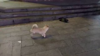 狗是个形容词😅#狗狗