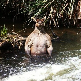 Flat Earth Australia - Discussions Telegram Group Link