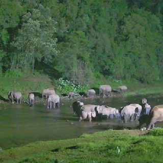 Anakulam-Elephant-Oru-Mankulam_Forest-Divison
