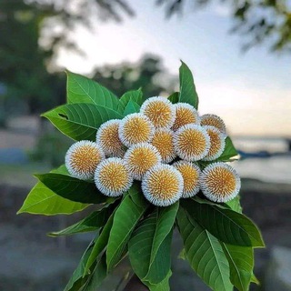 Polladanggar polapain