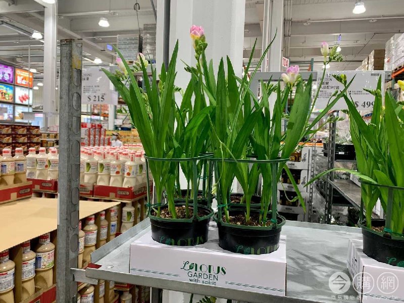 #Costco好市多02月新品通知小蒼蘭 #127510