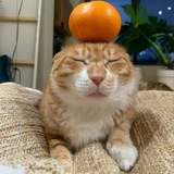$KIMCHI - CTO PORTAL