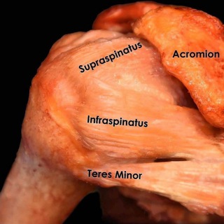 Future Physiotherapist Telegram Group Link