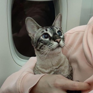 How to fly to Sri Lanka with a pets ✨😸🐶✈️
