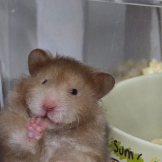 Telegram profile photo for SG Rodents (Chinchilla, Hamsters, π° Rats, Mice, Guinea Pigs & Gerbils)