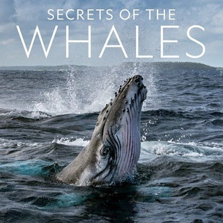 INDO WHALES PUMP