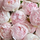 roseur.