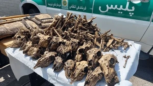 رسانه دانشجویان دامپزشکی ایران: ابهام در پرونده کشف جمجمه ۴۱ آهو در چاهی در شاهین‌شهر🔹فرمانده یگان حفاظت محیط‌زیست استان اصفهان: شواهد اولیۀ ماجرای کشف 