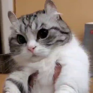 DED CAT HUB || MI 9T / Redmi K20 Telegram Group Link