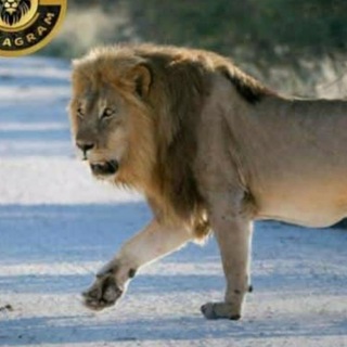 Free stock market tips Telegram Group Link