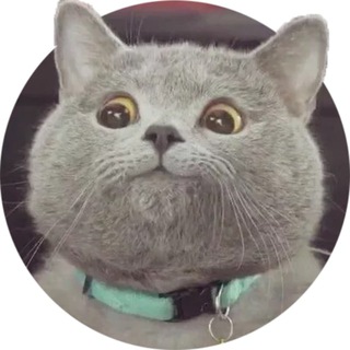 找蓝桉看群置顶（菲盘）