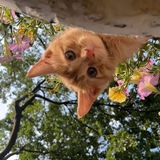 🐈🍀