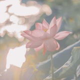 𑣿 bloomyre.