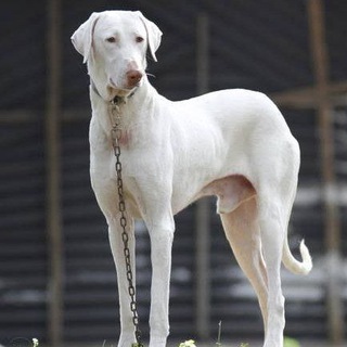 இராஜபாளையம், சிப்பிப்பாறை, கன்னி, கோம்பை நாய் விரும்பிகள் (Rajapalayam, Chippiparai, Kanni, Kombai dog lovers)TN Telegram Group Link