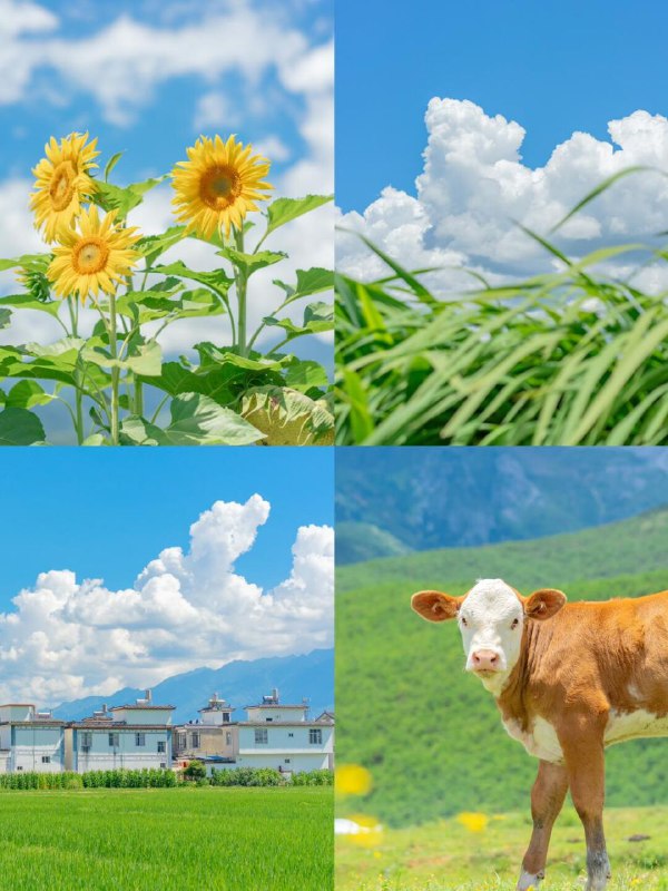 春之绚烂夏之热烈秋之静美冬之纯净春之绚烂夏之热烈秋之静美冬之纯净