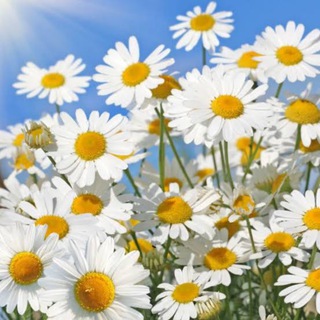 Telegram profile photo for Little Daisy Chinese Short Flims