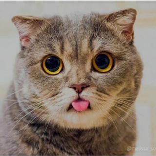 Pendekar Chart Bogel😂 Telegram Group Link